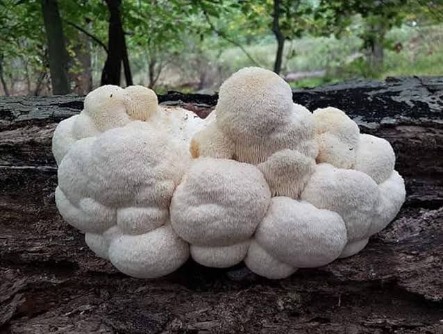 Lion's mane mushrooms